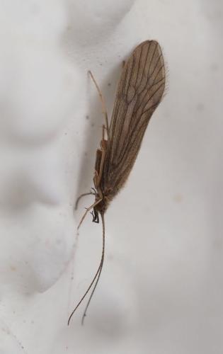 Réf. 230 366 : Tinodes sp.