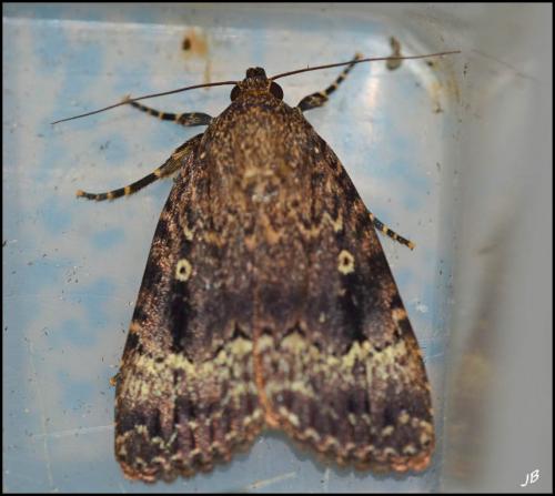 Amphipyra pyramidea