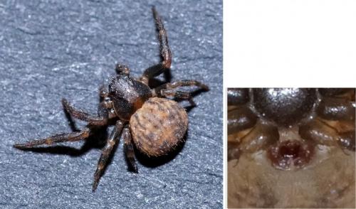 Cozyptila blackwalli