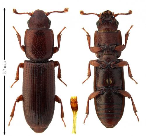 Réf. 230 265 : Rhizophagus ferrugineus