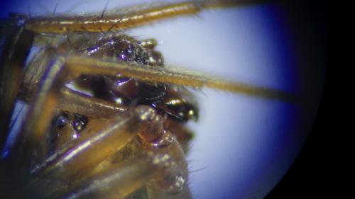 Réf. 230 231 : Stemonyphantes lineatus