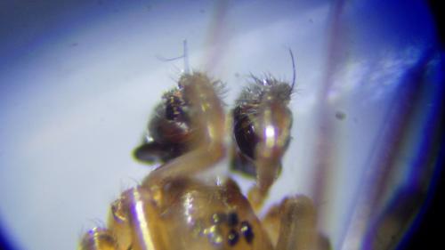 Réf. 230 232 : Stemonyphantes lineatus