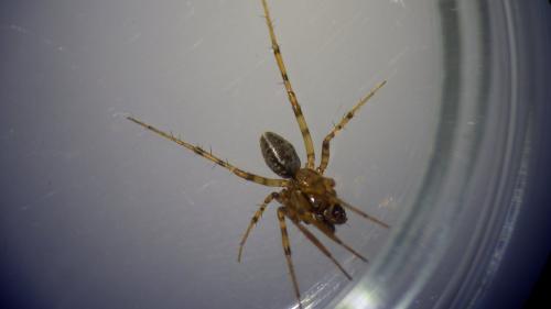 Réf. 230 230 : Stemonyphantes lineatus