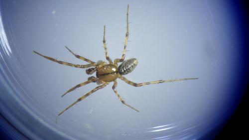 Réf. 230 308 : Stemonyphantes lineatus