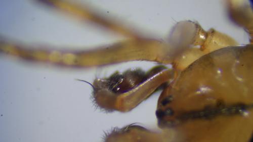 Réf. 230 309 : Stemonyphantes lineatus