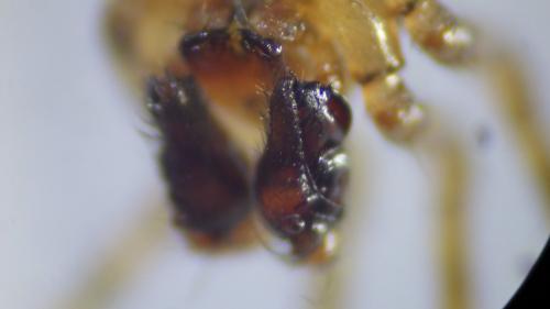 Réf. 230 311 : Stemonyphantes lineatus