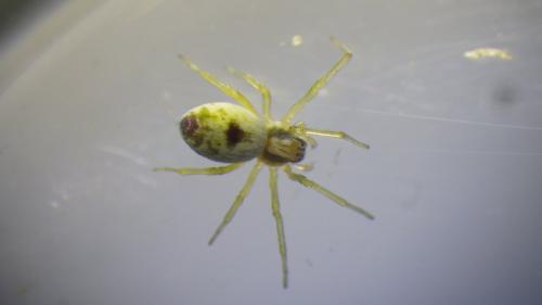Réf. 230 427 : Nigma puella