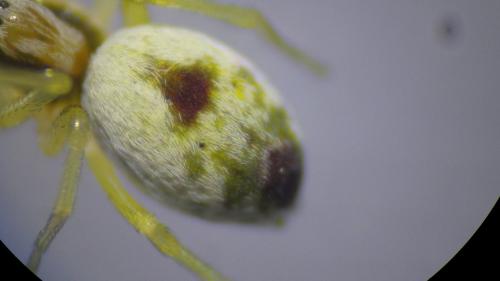 Réf. 230 428 : Nigma puella