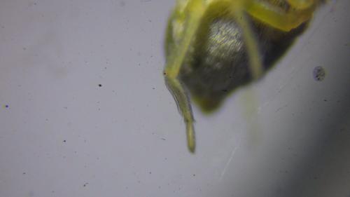 Réf. 230 429 : Nigma puella