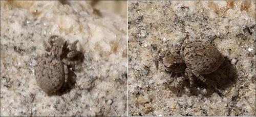 Aelurillus v-insignitus