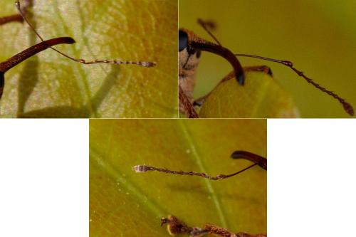 Réf. 230 620 : Curculio nucum