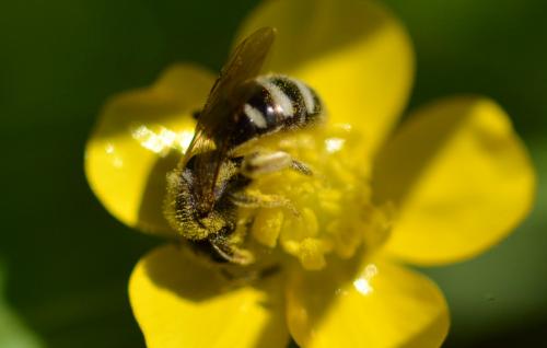 Lasioglossum sp.