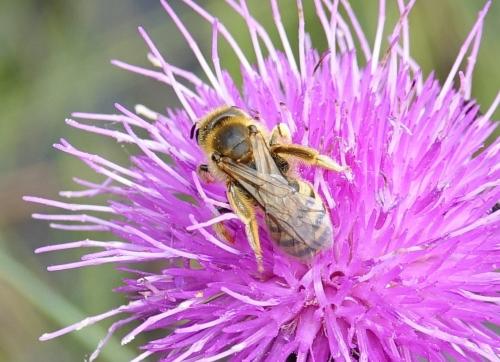 Réf. 230 353 : Halictus scabiosae