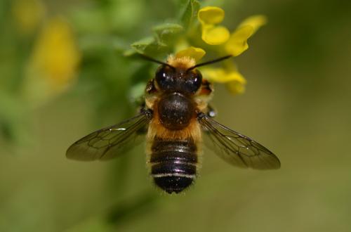 Megachile willughbiella