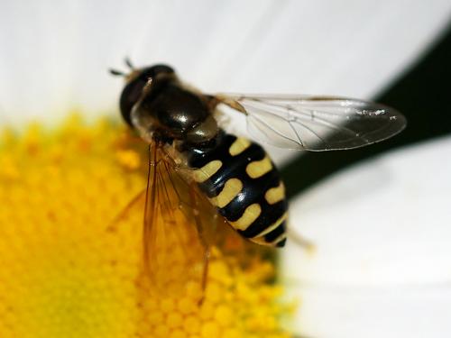 Eupeodes corollae