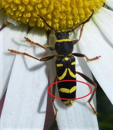 Clytus arietis