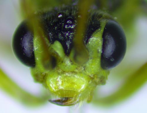 Tenthredopsis sp.