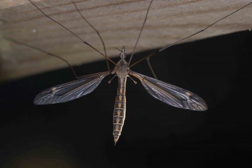 Réf. 230 394 : Tipula sp.