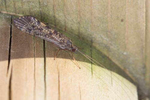 Réf. 230 453 : Hydropsyche sp.