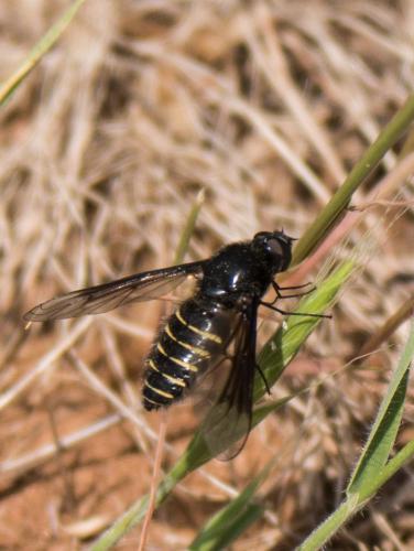 Lomatia sp.