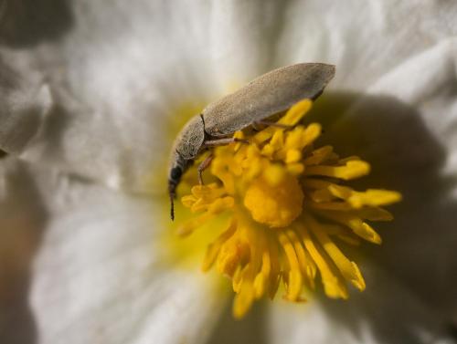 Réf. 230 484 : Danacea sp.