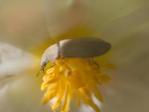 Danacea sp.
