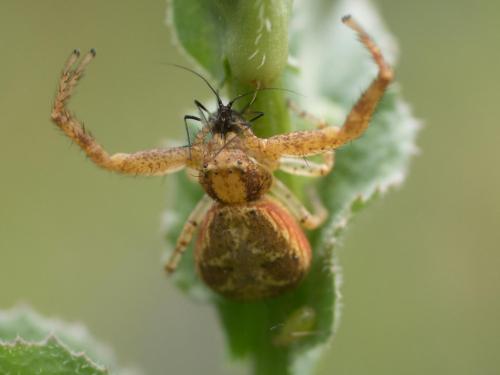 Xysticus sp.