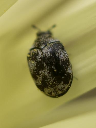 Réf. 230 634 : Anthrenus sp.