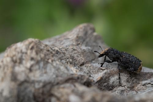 Réf. 230 698 : Platyrhinus resinosus