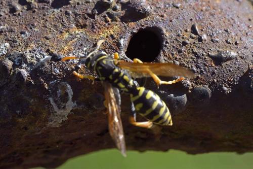 Polistes dominula