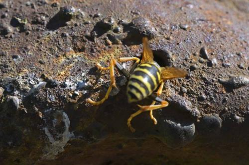 Polistes dominula