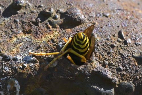 Polistes dominula