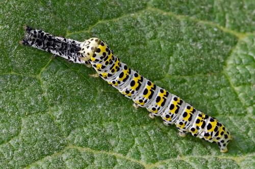 Réf. 230 811 : Cucullia verbasci