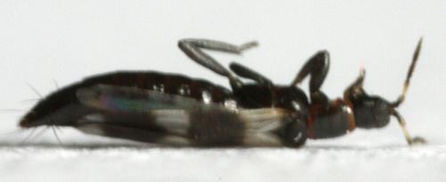 Réf. 230 011 : Aeolothrips sp.