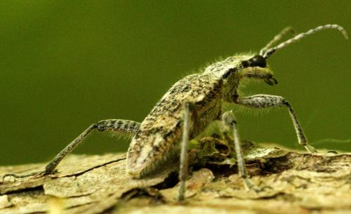 Réf. 230 299 : Rhagium inquisitor