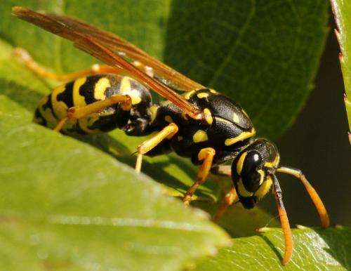 Polistes dominula