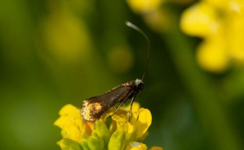 Cauchas rufimitrella