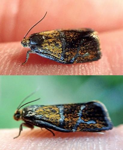 Réf. 230 627 : Ptycholoma lecheana