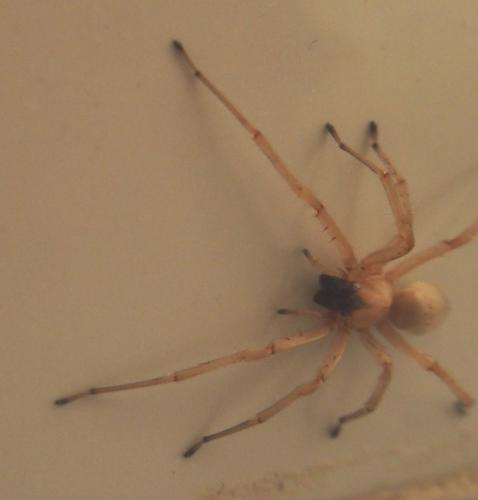 Cheiracanthium sp.