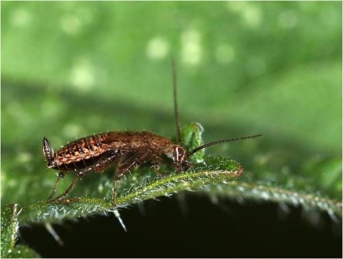 Réf. 230 914 : Ectobius pallidus