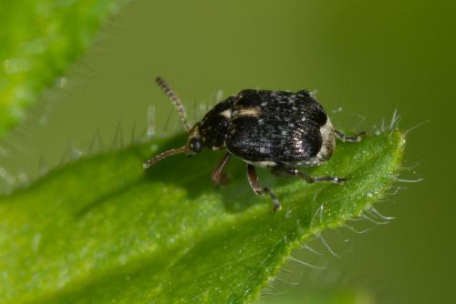 Réf. 230 365 : Bruchinae inconnu