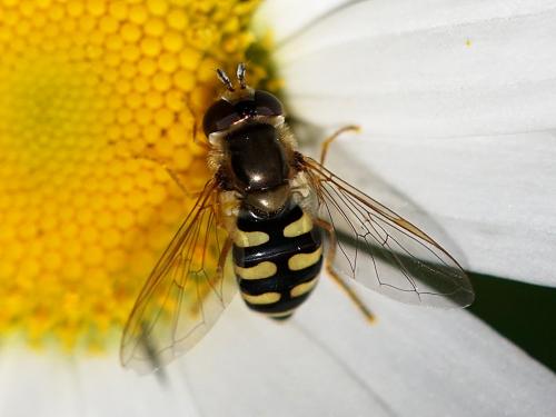 Réf. 230 147 : Eupeodes corollae