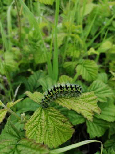 Saturnia pavonia