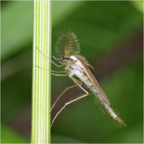 Chaoborus sp.