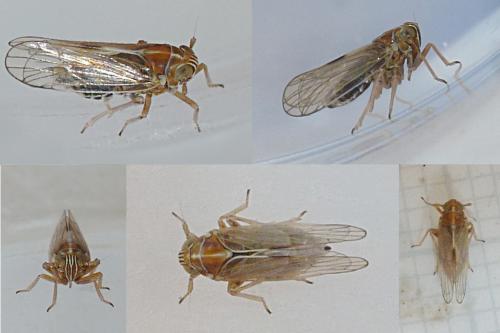 Dicranotropis hamata