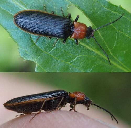 Réf. 230 954 : Denticollis linearis