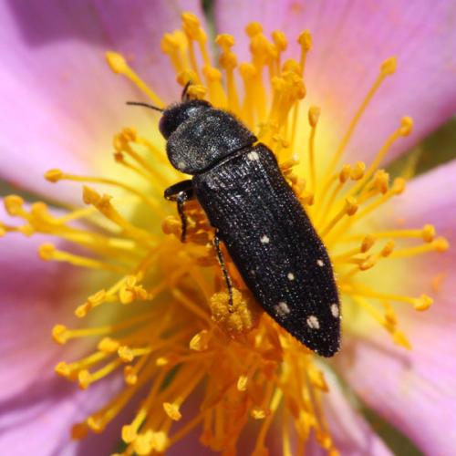 Acmaeodera degener