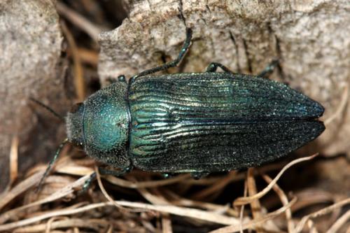Réf. 230 860 : Buprestis rustica