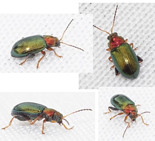 Réf. 230 544 : Crepidodera aurata