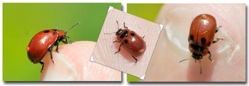 Réf. 230 108 : Gonioctena viminalis